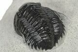 Scarce, Spiny Proetid Trilobite (Phaetonellus) - Morocco #242143-5